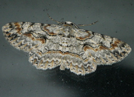 Brown-shaded Gray